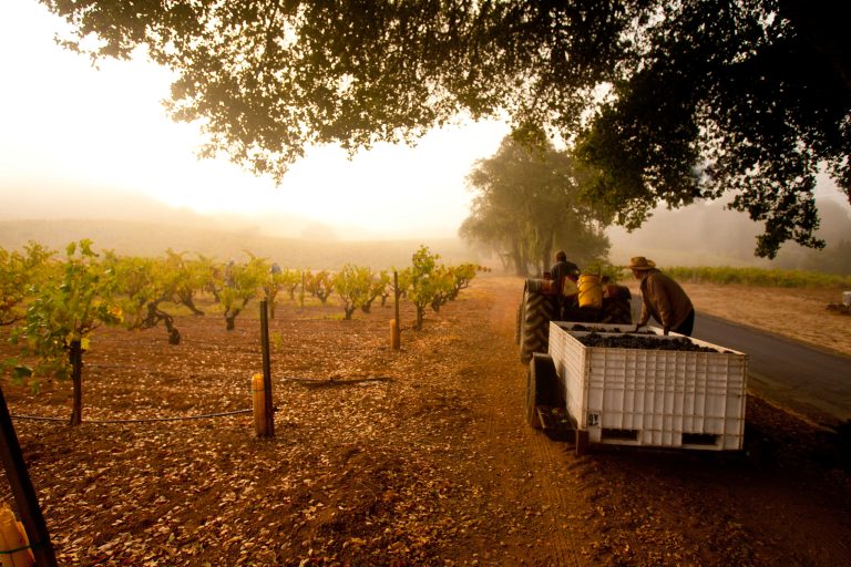 Experience the Magic of Harvest Season in California Wine Country